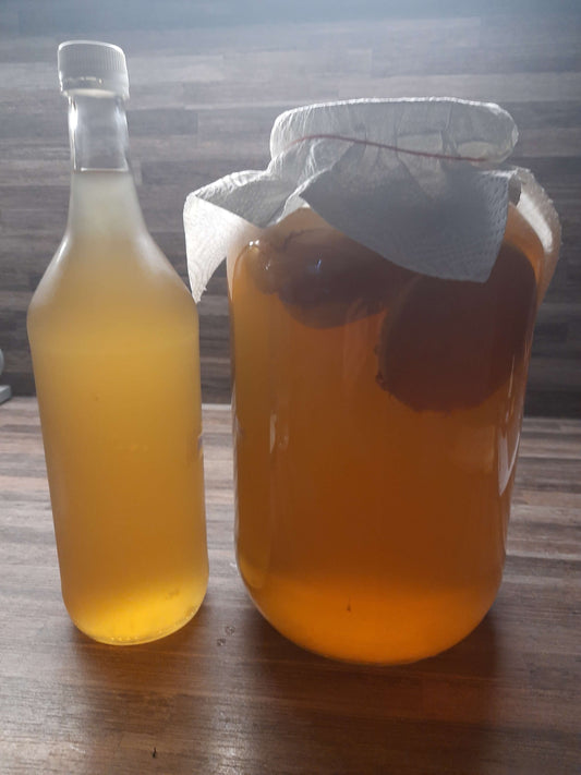 Kombucha- ein Teepilz erobert die Welt